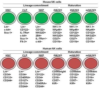Molecular Regulation of NK Cell Maturation